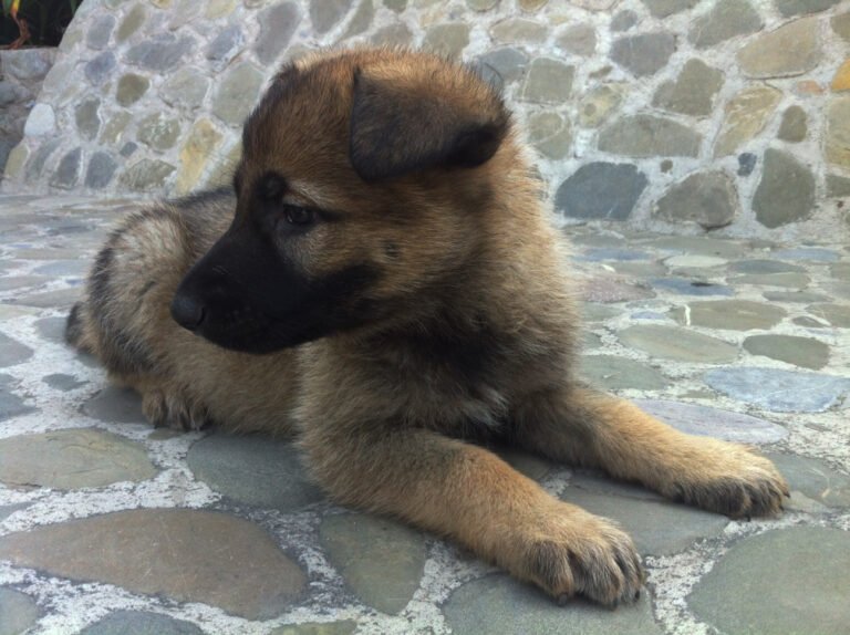 Cuánto cuesta un cachorro de pastor alemán en México