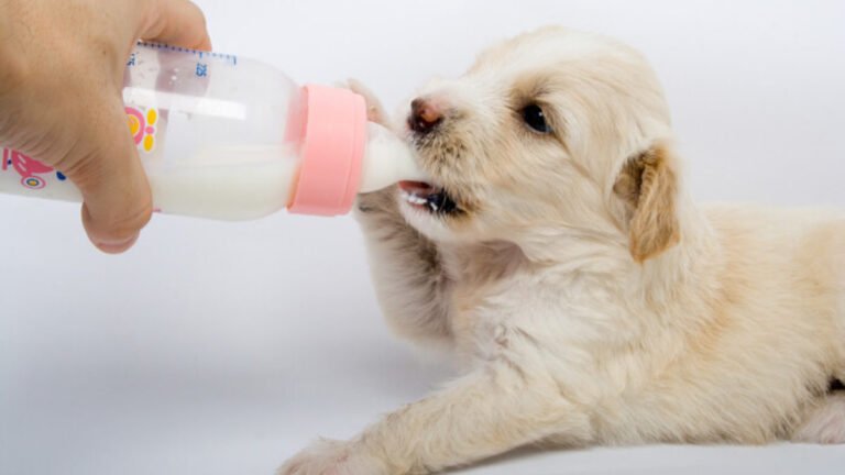 Qué comida es adecuada para cachorros recién nacidos
