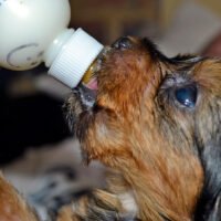 cachorro-recien-nacido-siendo-alimentado-con-biberon