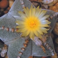cactus-estrella