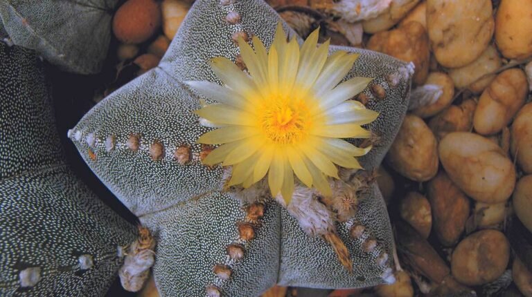 Cómo se llama el cactus que da una flor en forma de estrella
