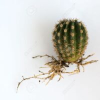 cactus-raiz