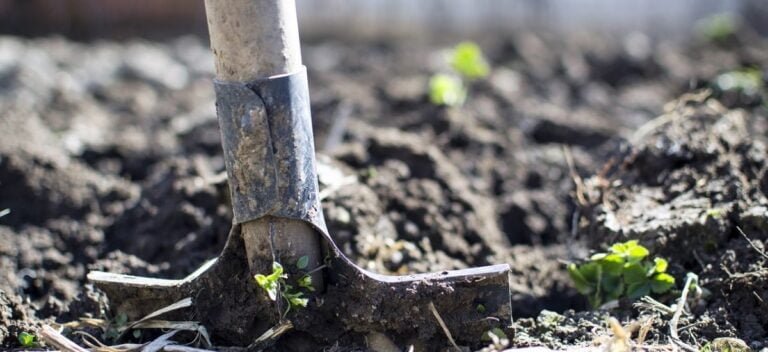 Cuándo se echa cal a la tierra: Guía completa para jardineros