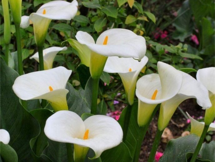Dónde plantar calas blancas: Guía detallada para jardineros