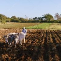 campesino-trabajando-la-tierra-con-ganado