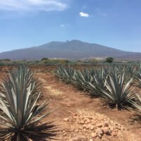 campos-de-agave-en-tequila-jalisco