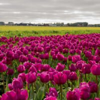 campos-tulipanes