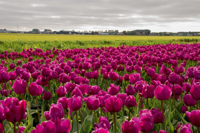 Cuál es la mejor época para visitar los campos de tulipanes en Holanda