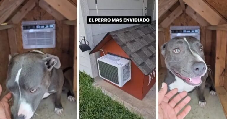 Cómo construir una casa de perro con aire acondicionado
