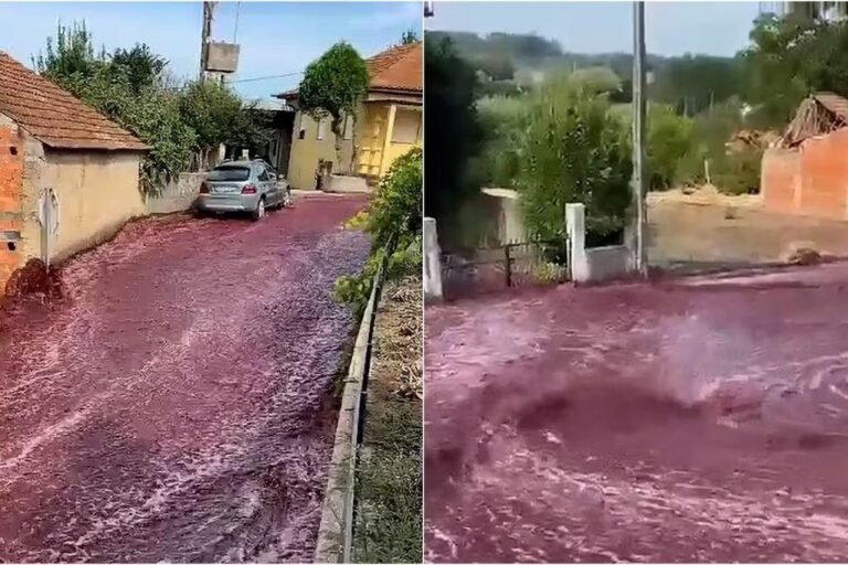 Dónde y cuándo ocurre el río de vino tinto en Portugal