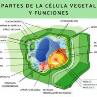 celula_vegetal_que_es_partes_caracteristicas_y_funciones_3278_600_square
