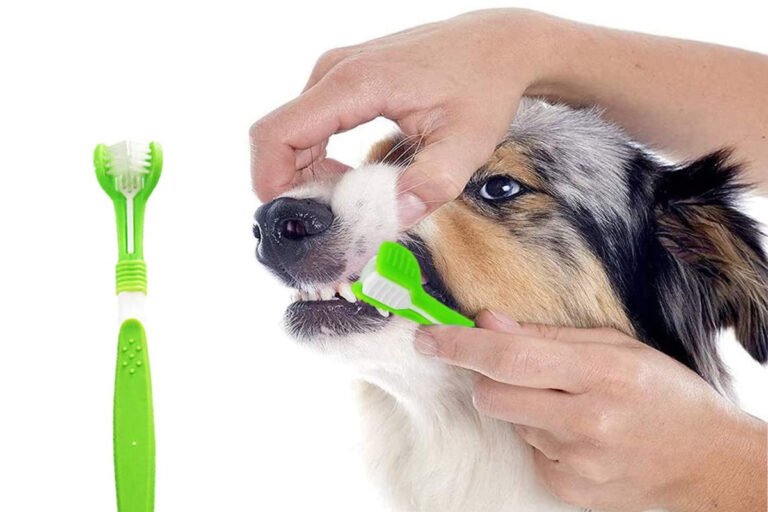 Qué pasa si no le lavas los dientes a tu perro con pasta dental