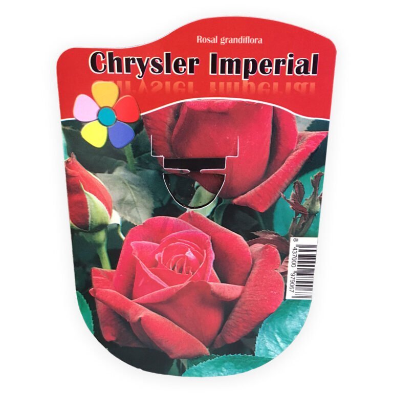 Cómo podar un rosal Chrysler Imperial