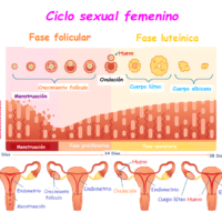 ciclo-menstrual