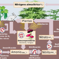 ciclo-nitrogeno
