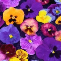 color-flores