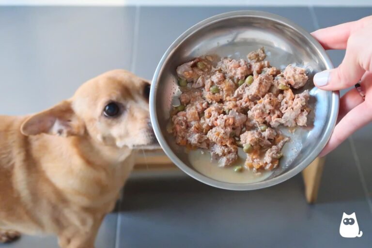 Qué se le puede dar de comer a un cachorro de 1 mes sin mamá