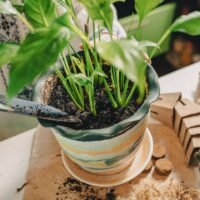 ¿Cómo abonar las plantas en macetas?