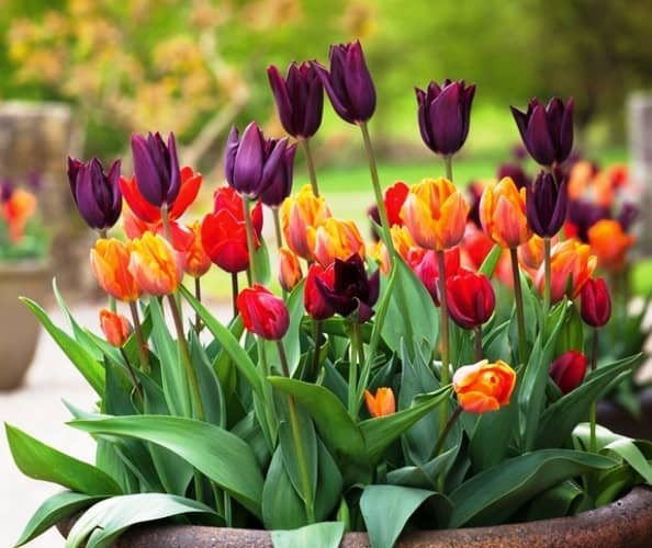 Cómo almacenar correctamente los bulbos de tulipanes para una colorida floración en primavera