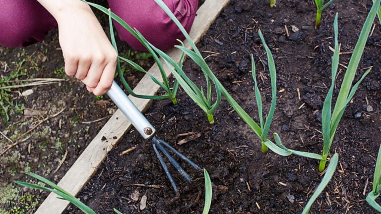 Qué precio tiene la cebolla hoy: Consejos para cultivarla en tu jardín