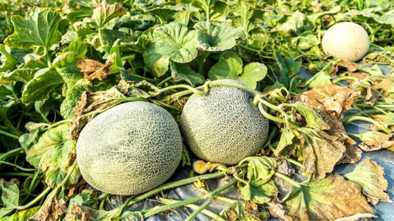 Cuántos melones te da una planta: Guía completa para maximizar tu cosecha