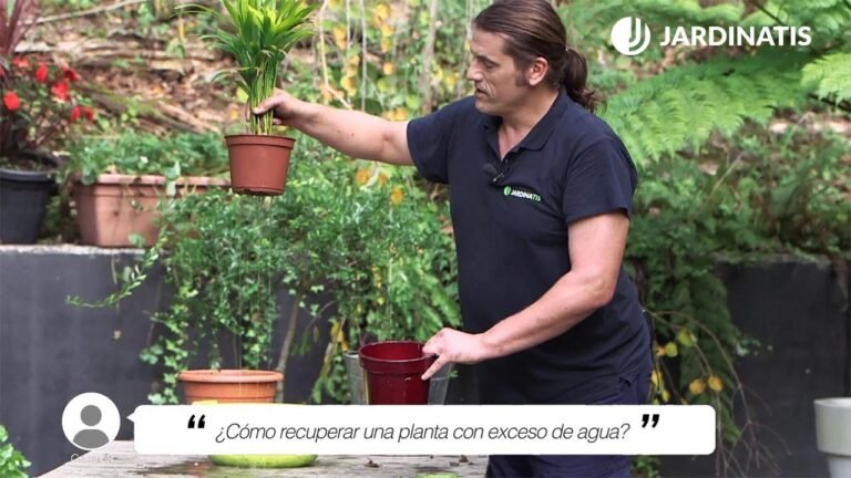 Cómo solucionar el exceso de agua en tus plantas: Guía práctica de jardinería.