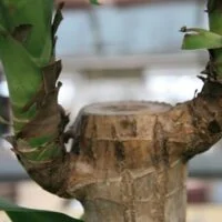 como_podar_un_tronco_de_brasil_paso_a_paso_50809_1_600