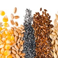 comparacion-visual-de-diferentes-tipos-de-semillas
