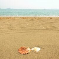 conchas-marinas-brillantes-arena-limpia-playa-mar-concepto-vacaciones-vacaciones-verano-enfoque-selectivo-cascara_94330-223
