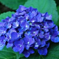 Conoce cómo obtener hortensias azules: secretos para modificar su color