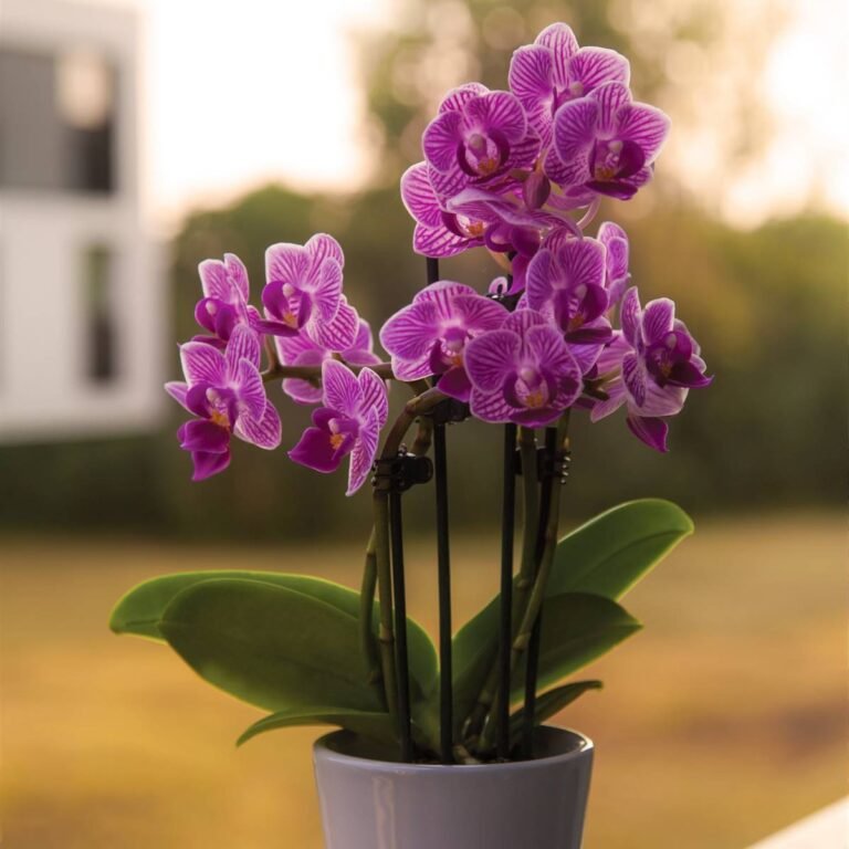 Conoce el ambiente ideal para tus orquídeas y haz que florezcan como nunca antes