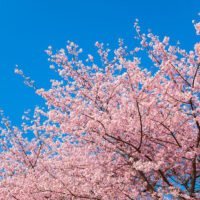 conoce-el-arbol-tradicional-japones-sakura-simbolo-de-la-primavera-y-la-belleza-en-la-jardineria