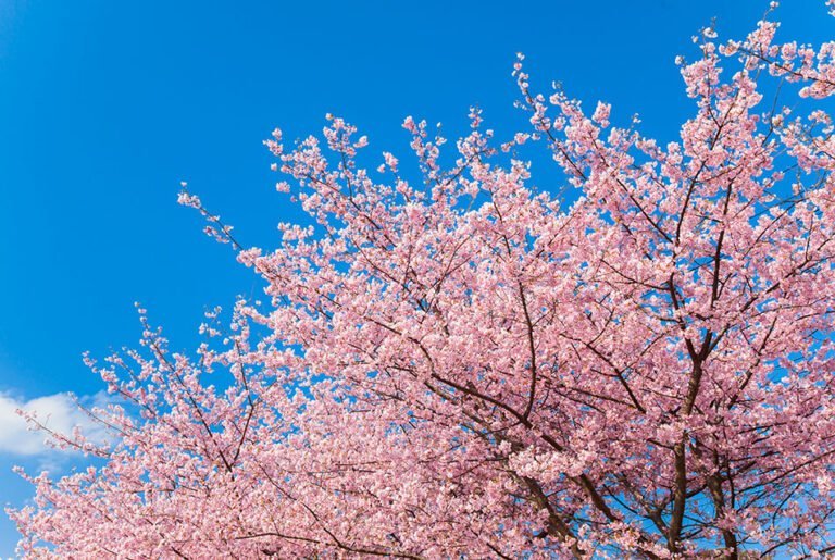 Conoce el árbol tradicional japonés: Sakura, símbolo de la primavera y la belleza en la jardinería