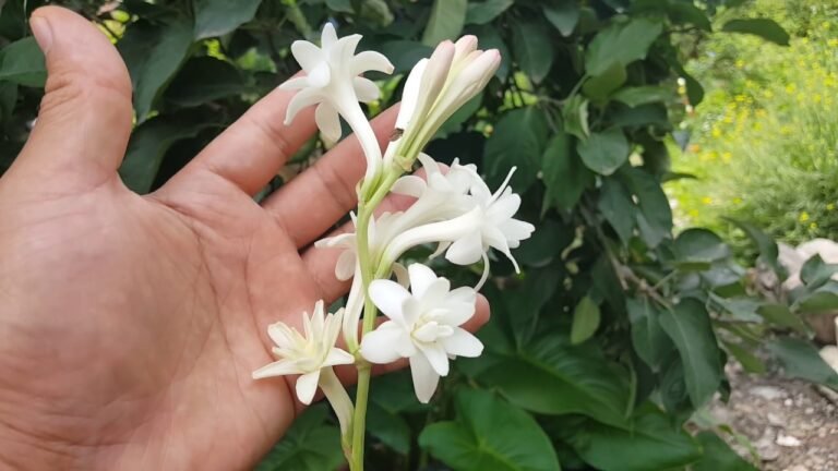 Conoce la duración de la hermosa flor de nardo en tu jardín