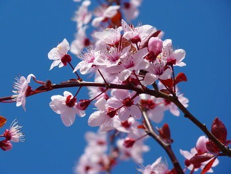 Conoce los requisitos de clima para cultivar un espectacular árbol de cerezo en tu jardín