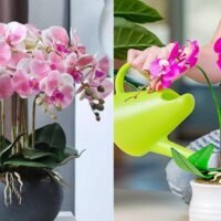 Conoce los secretos para el crecimiento saludable de tus orquídeas