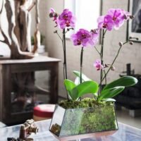 Consejos esenciales: Cómo cuidar de orquídeas según su exposición al sol