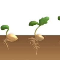consejos-esenciales-como-hacer-para-que-germine-una-semilla-y-tener-exito-en-tu-jardin