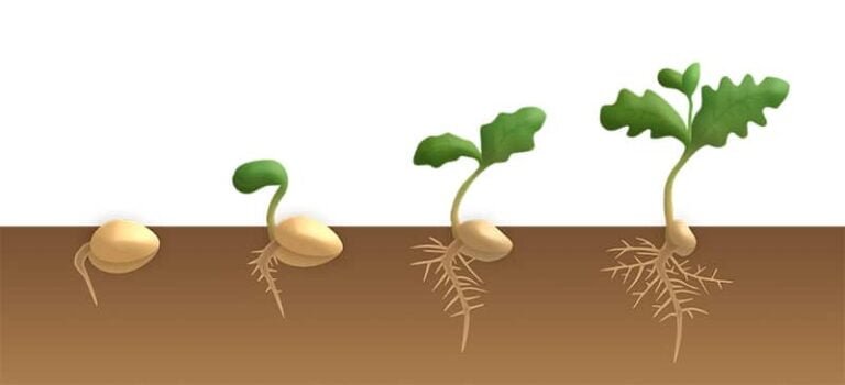 Consejos esenciales: Cómo hacer para que germine una semilla y tener éxito en tu jardín