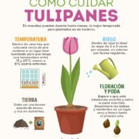 consejos-esenciales-cuantas-veces-a-la-semana-se-deben-regar-los-tulipanes