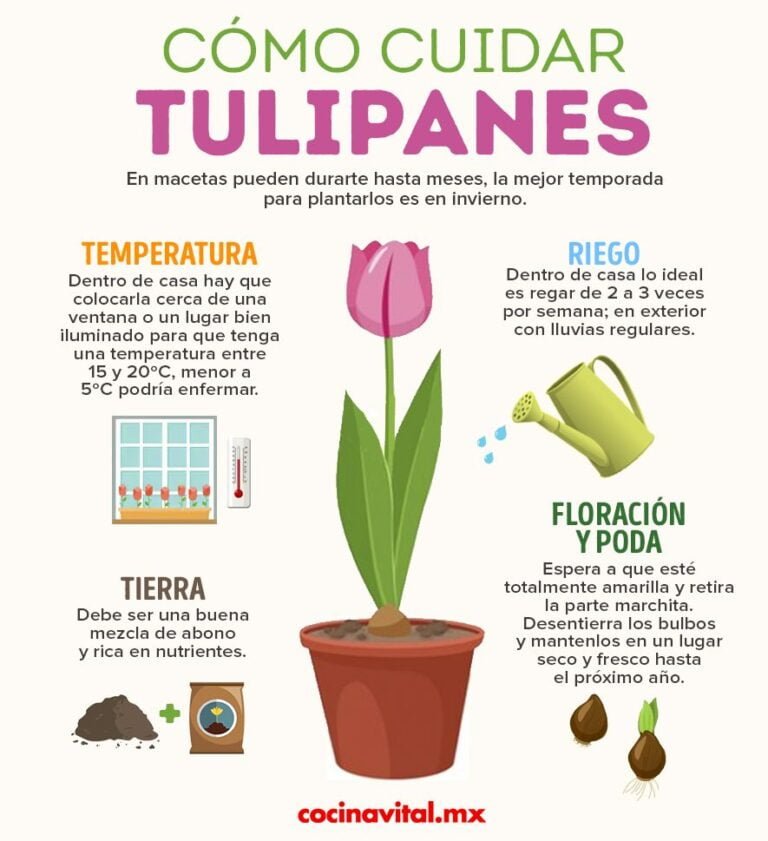 Consejos esenciales: ¿Cuántas veces a la semana se deben regar los tulipanes?