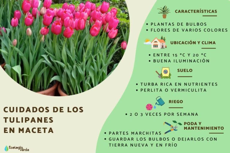Consejos esenciales para cuidar tus tulipanes en maceta y tener flores espectaculares todo el año.