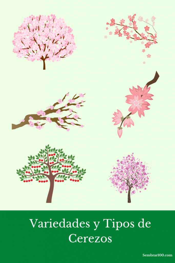 Consejos esenciales para el cuidado de un árbol de cerezo en tu jardín