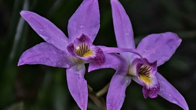 Consejos imprescindibles: Cómo hacer que tus orquídeas florezcan con éxito