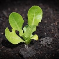 consejos-para-acelerar-la-germinacion-de-tus-semillas-en-el-jardin