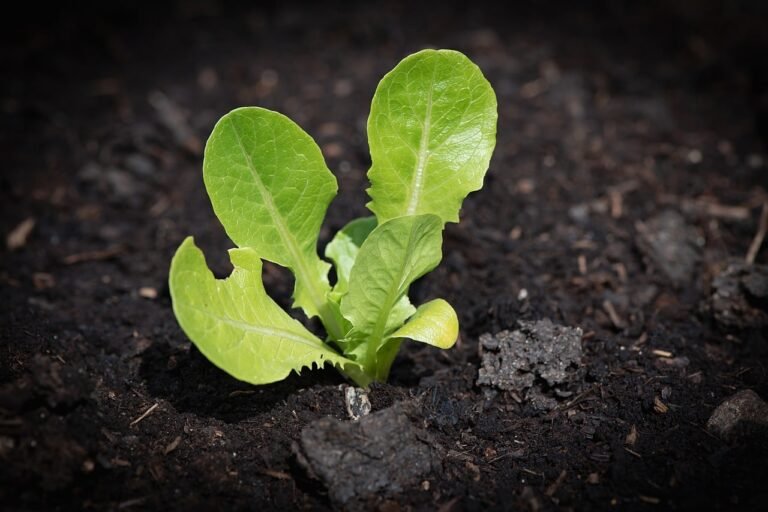 Consejos para acelerar la germinación de tus semillas en el jardín