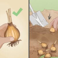 Consejos para guardar adecuadamente los bulbos de narcisos en jardinería