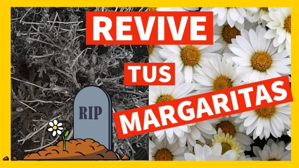 ᐈ Consejos para revivir tus margaritas ¿Qué hacer cuando se secan