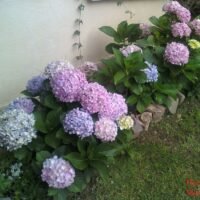 consejos-para-ubicar-tus-hortensias-en-el-jardin-y-lograr-su-maximo-esplendor
