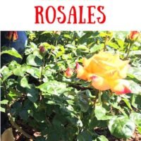 Consejos prácticos: Cómo abonar correctamente las rosas y lograr una floración exuberante